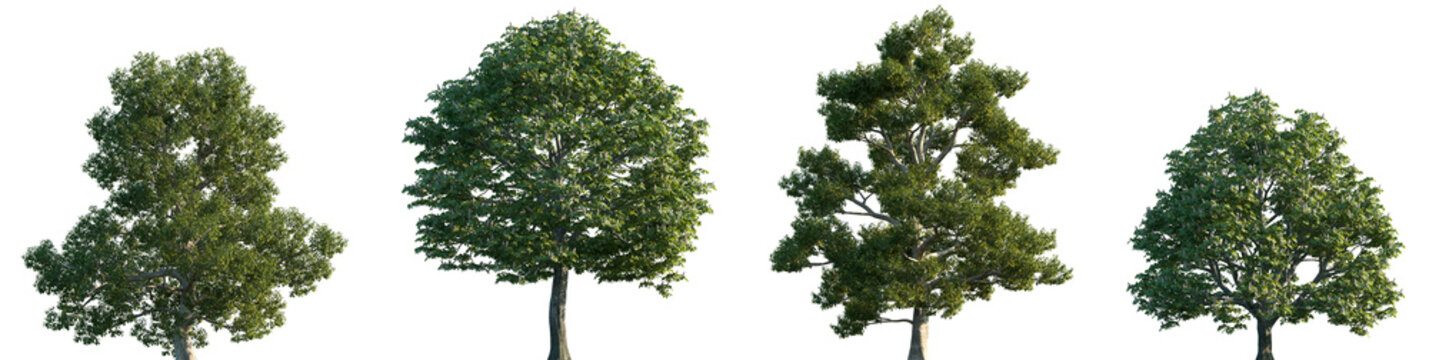 Set of 2 Ulmus laevis and 2 Aesculus hippocastanum frontal street trees isolated png on a transparent background perfectly cutout	