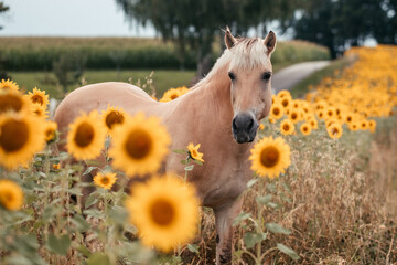 Fjordpferd in Sonnenblumen