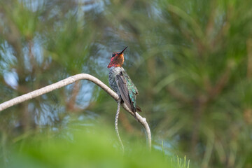 Fototapeta premium A male Anna's hummingbird turns its head to look over its shoulder while it perches on a small pine branch. The green of the tree and bright red of the birds gorget create a contrasting color scheme. 