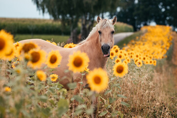 Fjordpferd in Sonnenblumen