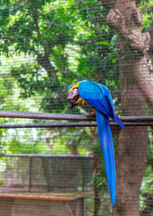 Stunning close-up of an exotic Blue-and-Yellow Macaw, its striking colors contrasting beautifully with the natural green background seen through the mesh enclosure. A perfect tropical bird beauty