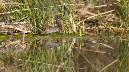 A Sora Rail is reflected in the water as it makes its way along the marshy edge of a beaver pond while foraging for seeds and insects along LaVerkin Creek in Southern Utah USA on a sunny summer day.