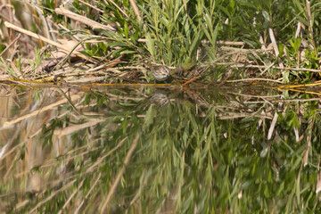 Obraz premium A Song Sparrow is reflected in the still water as it perches on the brush at the edge of a beaver dam. The willow branches behind it spread out in a fan creating lines leading to the tiny bird.