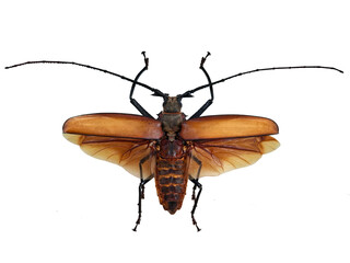 Giant longhorn beetle Callipogon armillatus is displayed in isolation, revealing its striking brown wings and long black antennae against a white backdrop.