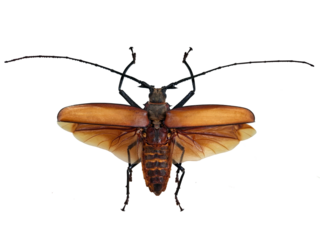 Giant longhorn beetle Callipogon armillatus is displayed in isolation, revealing its striking brown wings and long black antennae against a white backdrop.