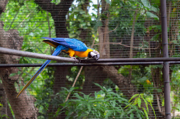 A magnificent Blue-and-Yellow Macaw (Ara ararauna) in full profile, showcasing its vibrant blue and golden-yellow plumage as it perches gracefully on a metal bar within a spacious aviary