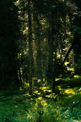 Sunlight filtering through the dense forest canopy, illuminating the forest floor.