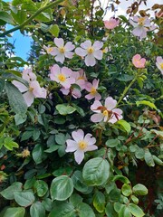 Beautiful wild rose bush covered with soft pink blossoms and lush green leaves. The pale petals with yellow centers create a natural, romantic atmosphere under daylight.