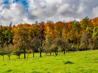 Baumgrundstück im Herbst