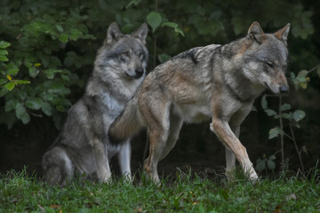 Two young wolves at the edge of a green leafy forest