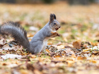 Autumn squirrel sits on green grass with yellow fallen leaves covered with first snow. Eurasian red squirrel, Sciurus vulgaris
