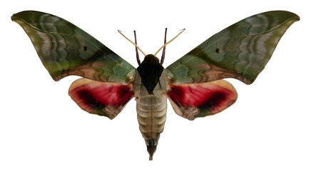 Green red hawk moth Callambulyx rubricosa showcases its striking wings with green and red hues. The moth is isolated, allowing for clear visibility of its unique features.