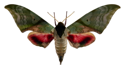 Green red hawk moth Callambulyx rubricosa showcases its striking wings with green and red hues. The moth is isolated, allowing for clear visibility of its unique features.