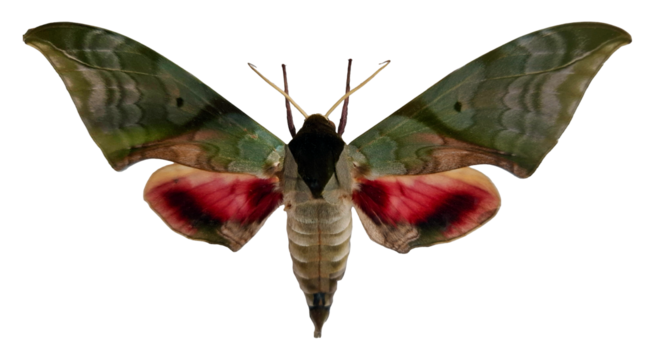 Green red hawk moth Callambulyx rubricosa showcases its striking wings with green and red hues. The moth is isolated, allowing for clear visibility of its unique features.