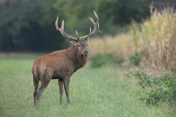 Stag Cervus elaphus in a European forest during rutting