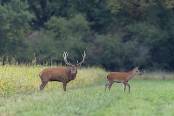 Obraz premium Stag Cervus elaphus in a European forest during rutting