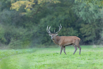 Stag Cervus elaphus in a European forest during rutting