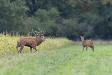 Stag Cervus elaphus in a European forest during rutting