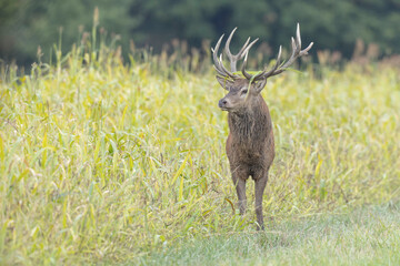 Stag Cervus elaphus in a European forest during rutting