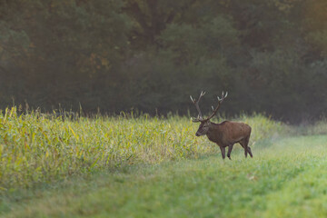 Stag Cervus elaphus in a European forest during rutting