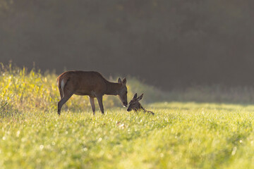 Stag Cervus elaphus in a European forest during rutting
