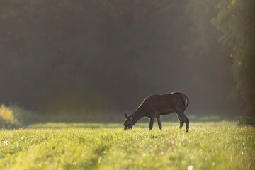 Stag Cervus elaphus in a European forest during rutting