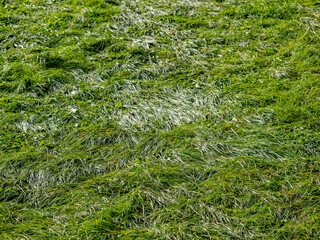 Niedergedrücktes Gras