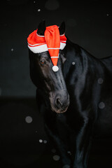 Alt Oldenburger, Bayern/D 01/25