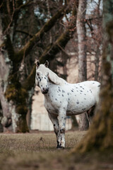 Noriker in Burgkulisse