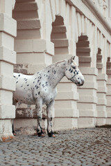 Noriker in Burgkulisse