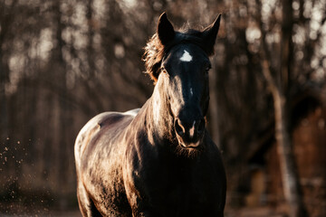 Noriker in Wintersonne