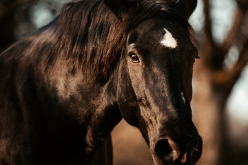 Noriker in Wintersonne