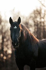 Noriker in Wintersonne