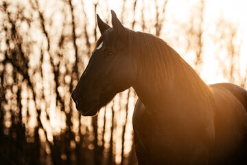 Noriker in Wintersonne
