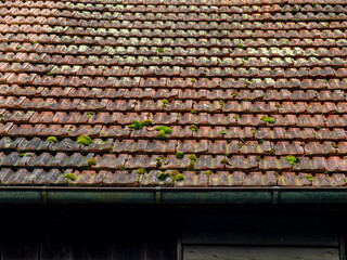 Moos auf einem Dach einer Scheune