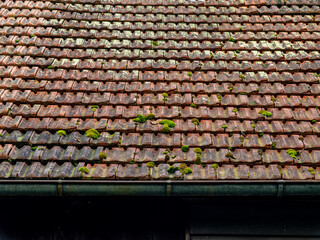 Moos auf einem Dach einer Scheune