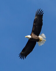 american bald eagle