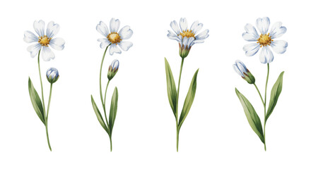 White and blue wild daisy flower illustration. Watercolor wild daisy botanical elements.