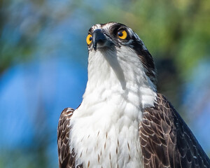 Osprey on a branch sunning after eating