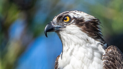 Osprey on a branch sunning after eating