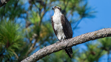 Osprey on a branch sunning after eating