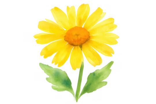 Yellow daisy flower watercolor drawing on transparent background, vibrant spring and summer flora illustration - Powered by Adobe