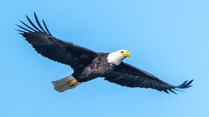 Bald Eagle in flight over the ocean