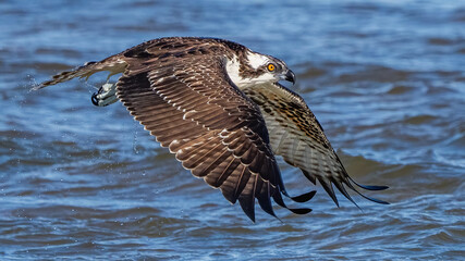 Osprey searching for a meal, diving and catching fish