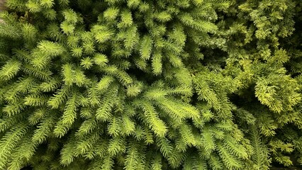 Close-up of green artificial pine-like leaves with fine texture and dense pattern, showing a natural look. Perfect for background, interior decoration, or nature-inspired design.