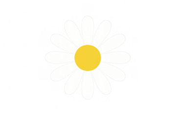 Daisy flower flat design illustration with white petals and yellow center on transparent background