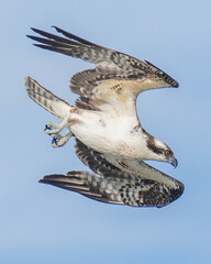 Osprey searching for a meal, diving and catching fish