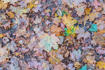 Orange and yellow fallen leaves in the sunlight.