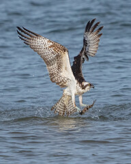 Osprey searching for a meal, diving and catching fish