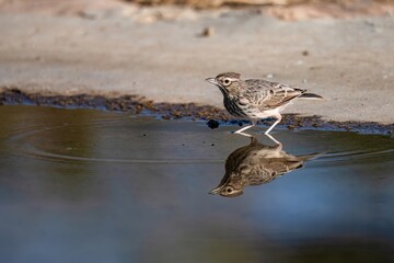 Crested lark reflected in still water while standing at pond edge